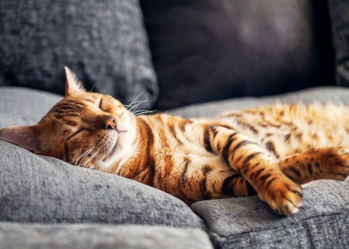 Brown tabby cat sleeping peacefully on a gray couch.